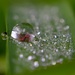 Lovely dewdrops! by dianeburns