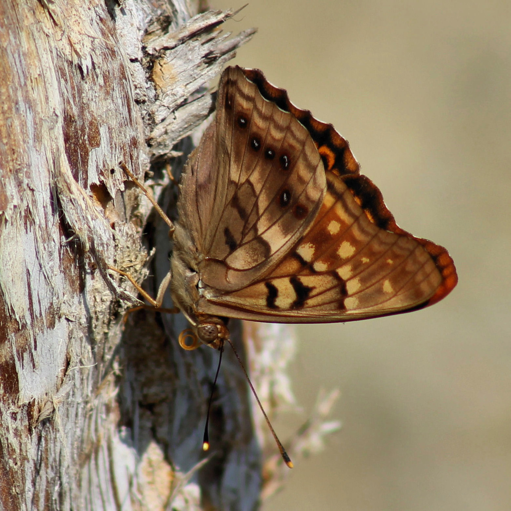 Folded Tawny Emperor by cjwhite