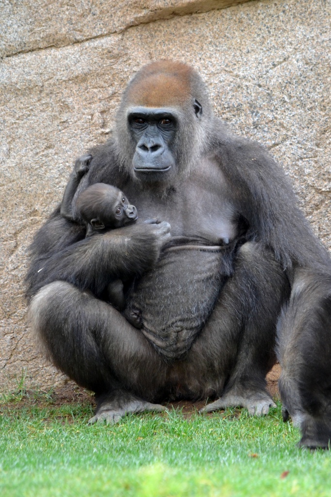 Gorilla & Baby by mariaostrowski
