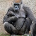 Gorilla & Baby by mariaostrowski