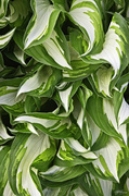 22nd May 2014 - Hosta Detail