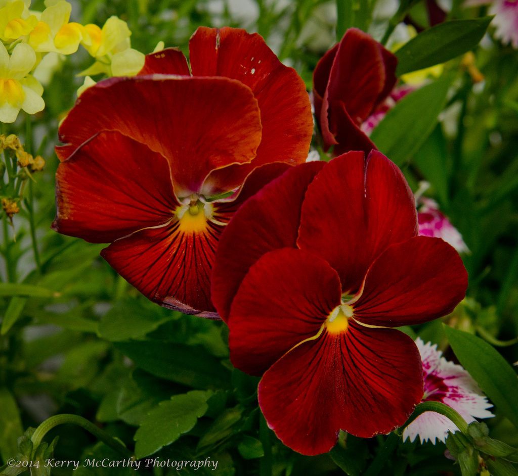 Red flowers by mccarth1