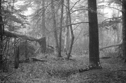 20th May 2014 - The Foggy Woods