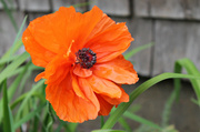 23rd May 2014 - Julie's Poppy