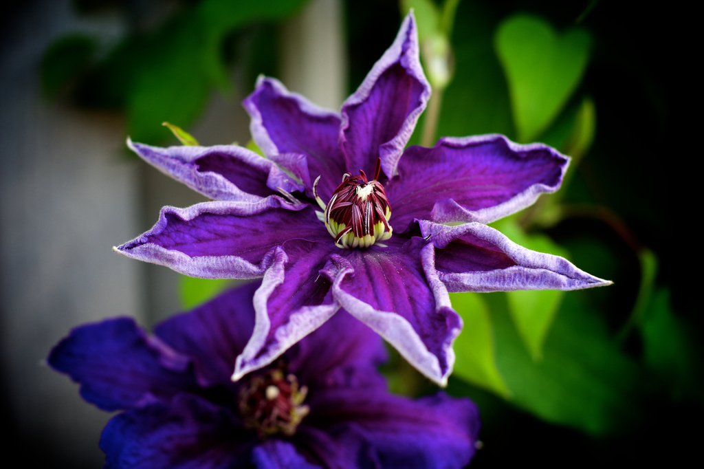 Clematis by kwind