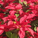 Red Poinsettia. by happysnaps