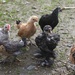 My Little Flock by mandyj92
