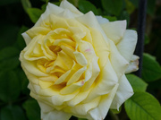 23rd May 2014 - Bill's Peace Rose