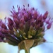 Allium up! by edorreandresen