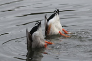 24th May 2014 - Synchronized Swimming! 