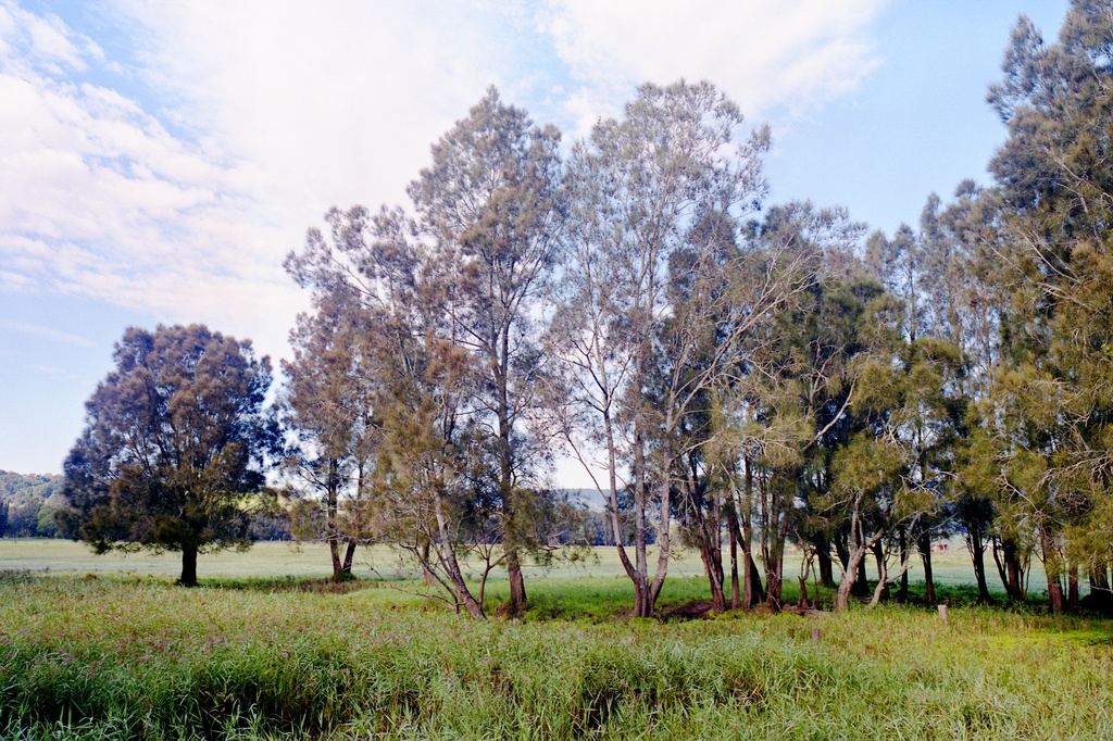 Minnamurra paddock by peterdegraaff