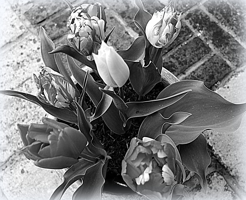 a pot of tulips by quietpurplehaze