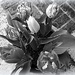 a pot of tulips by quietpurplehaze