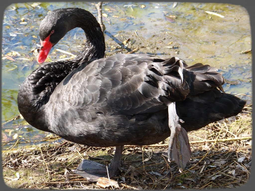 The Black Swan........ by quietpurplehaze