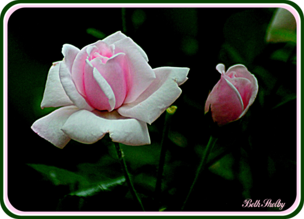 A Rose by any other name... by vernabeth