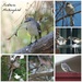 Mockingbird Collage by jamibann
