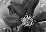 24th May 2014 - A Flower Blooms - B&W