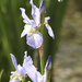 Iris Sibirica Papillon by nicolaeastwood