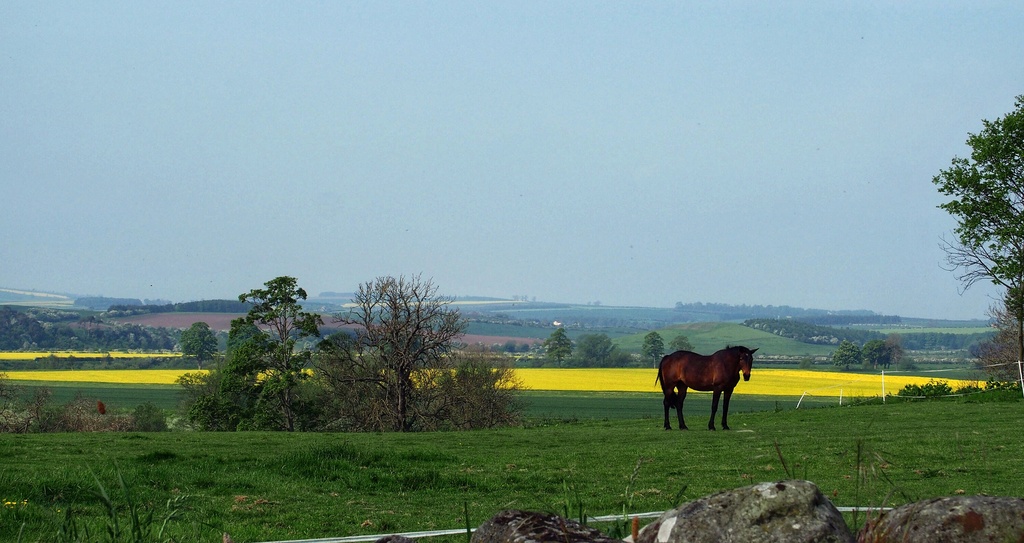 Horse in field. by happypat