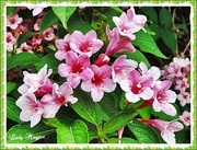 24th May 2014 - The Beauty of Weigela Rosea.