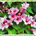 The Beauty of Weigela Rosea. by ladymagpie