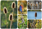 24th May 2014 - Teasels