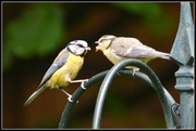 24th May 2014 - And here's baby blue tit having his lunch