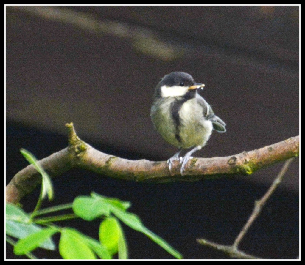 Announcing baby great tit by rosiekind