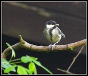 24th May 2014 - Announcing baby great tit