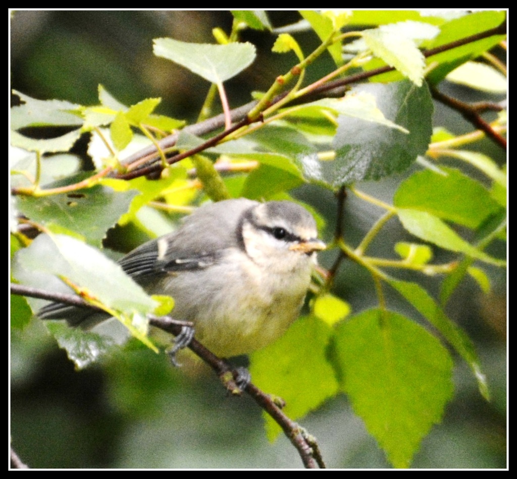 Baby blue tit's not very blue yet by rosiekind