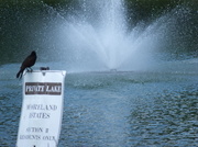 22nd May 2014 - Watching Bird Watching Fountain