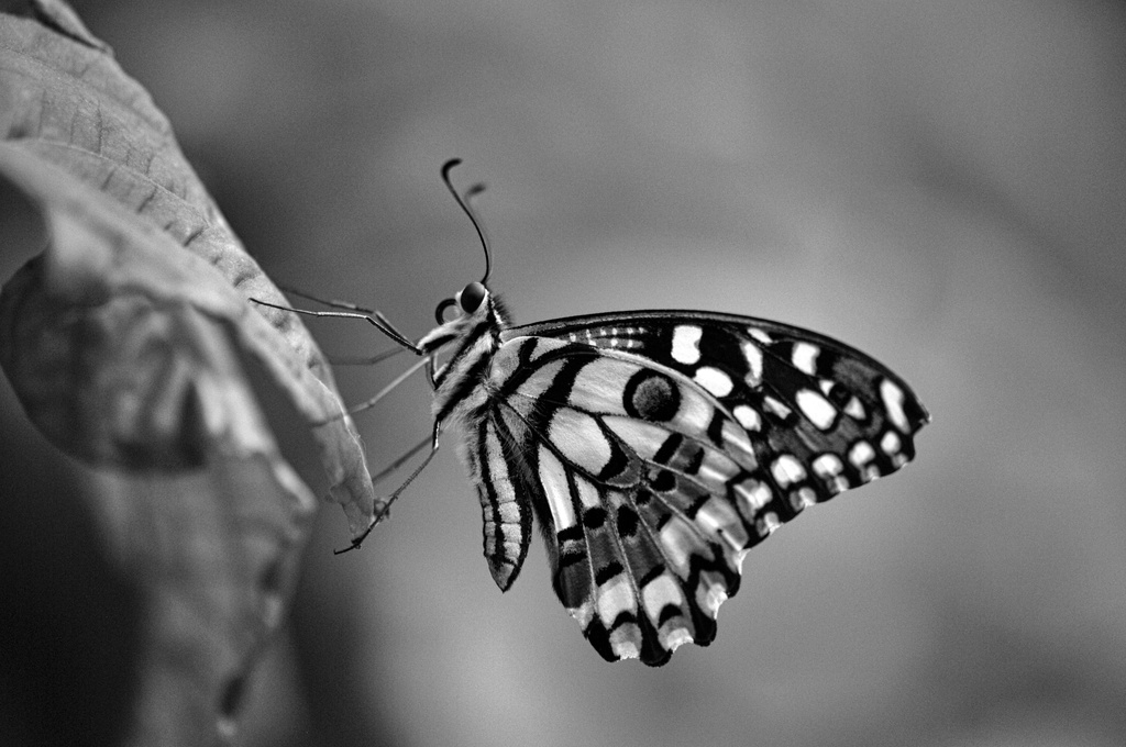Symonds Yat Butterfly Farm ~ 1 by seanoneill