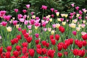 19th May 2014 - Emailing: Tulip Festival