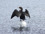 28th Mar 2014 - 053 Green Lake -- Cormorant