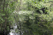 23rd May 2014 - Tranquil Water