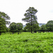 Cows in the distance - 24-05 by barrowlane