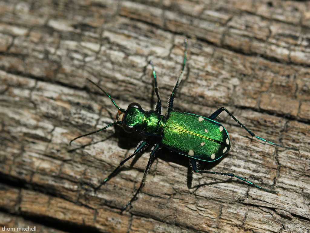 Six-spotted Tiger Beetle by rhoing