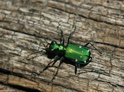 20th May 2014 - Six-spotted Tiger Beetle