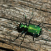 Six-spotted Tiger Beetle by rhoing