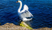 25th May 2014 - Lone Swan