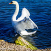 Lone Swan by tonygig