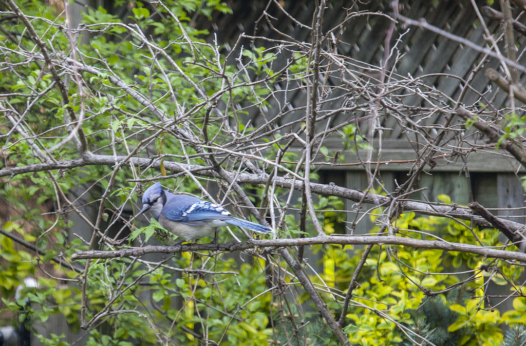 Blue Jay on the branch by gardencat
