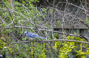 24th May 2014 - Blue Jay on the branch