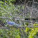 Blue Jay on the branch by gardencat