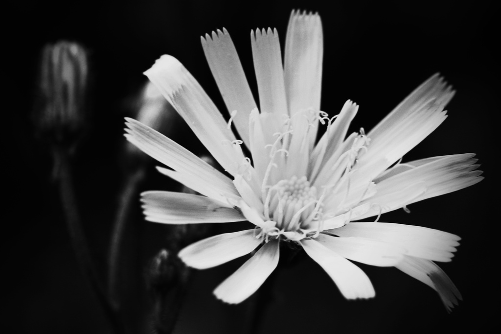 Hawkweed  by mzzhope