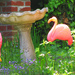 Pink Flamingos! by april16