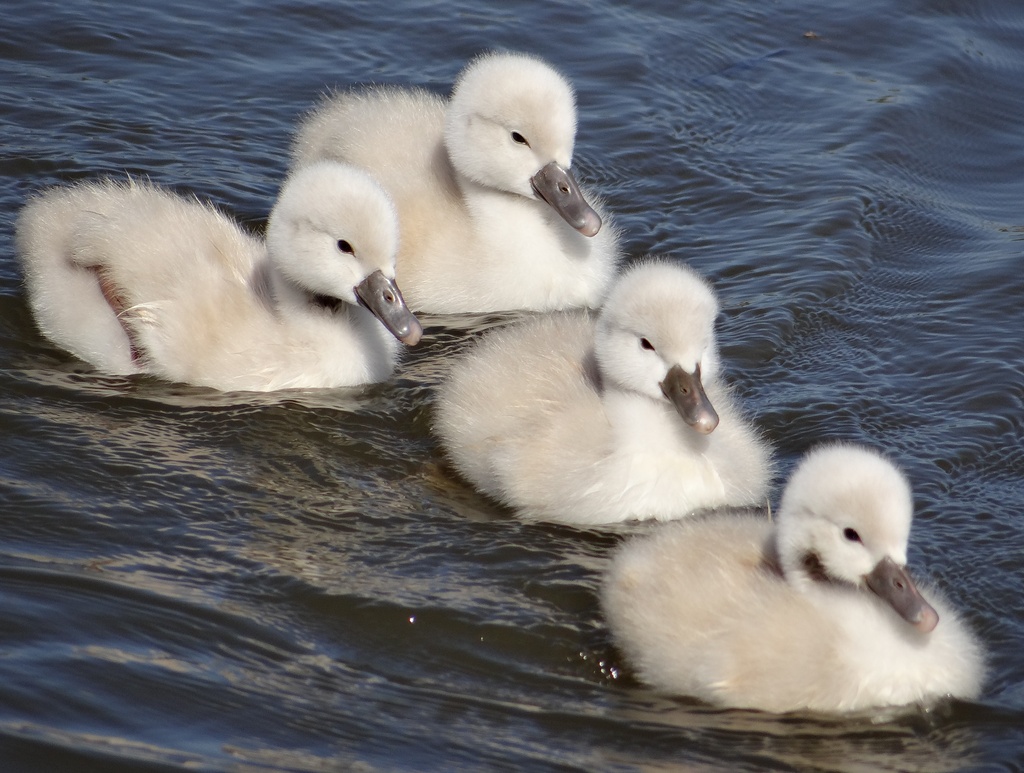 Another shot of the Mute Swan cygnets by annepann