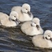 Another shot of the Mute Swan cygnets by annepann