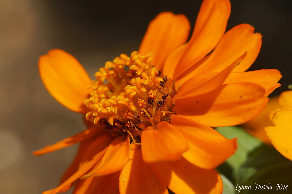 Little Orange Flowers by lynne5477