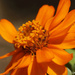 Little Orange Flowers by lynne5477